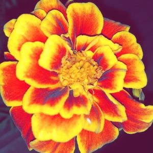 Meet your Posher, Emma